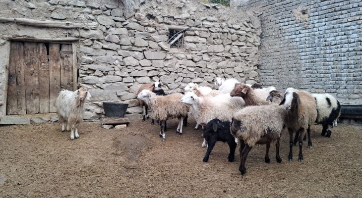 دامداران رازوجرگلان زیر فشار گرانی علوفه